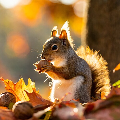 Firefly closeup of squirrel nibbling on an acorn during the fall, foliage in background with sunshin (3)