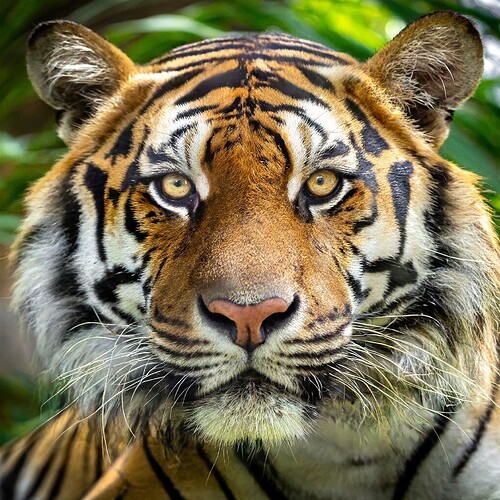 Firefly tiger face 100mm Macro Lens 12072