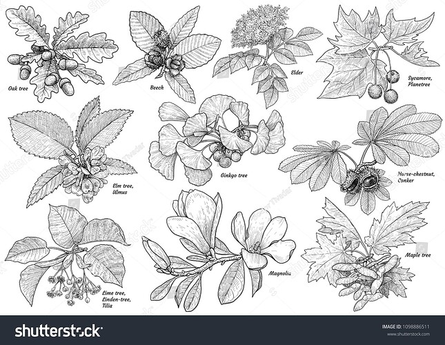 stock-vector-tree-branch-collection-illustration-drawing-engraving-ink-line-art-vector-1098886511