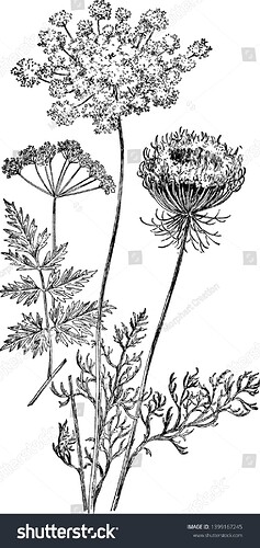 stock-vector-wild-carrot-is-biennial-herbaceous-plant-the-leaves-are-alternate-and-green-vintage-line-drawing-1399167245